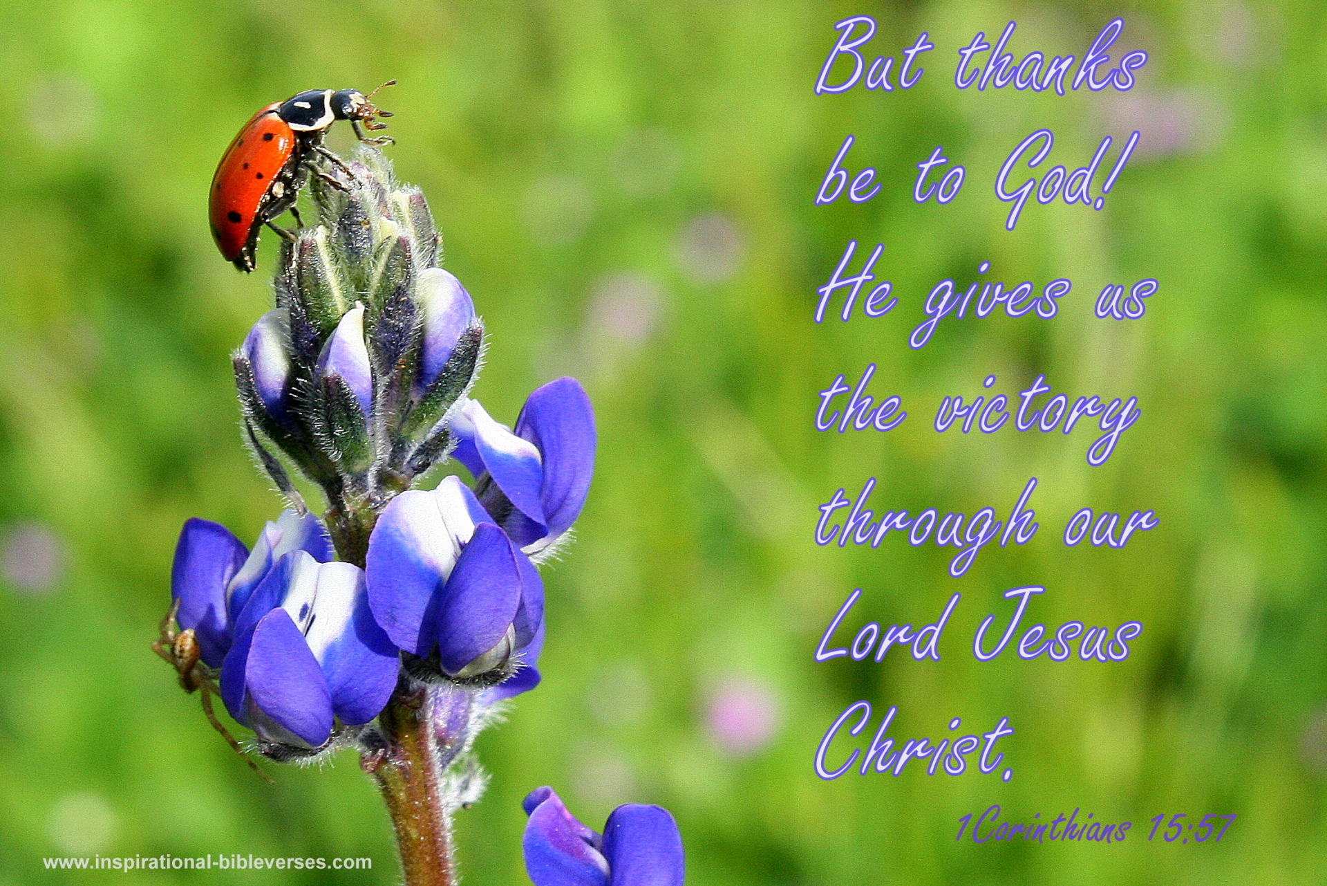Old Testament Quotes About Love QuotesGram