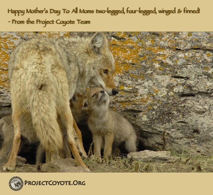 animal-cruelty-quotes-suffering-quotesgram
