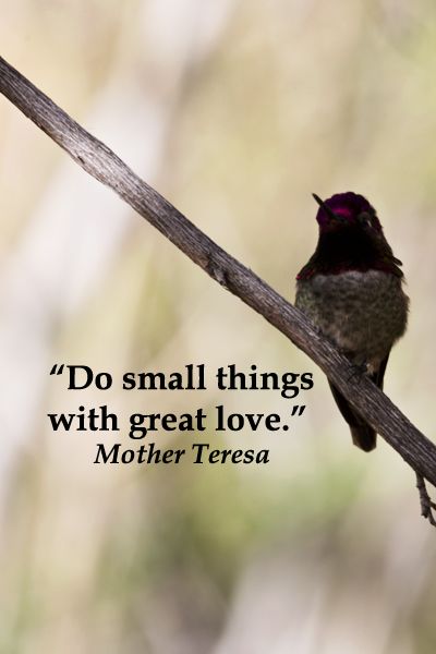Inspirational Hummingbird Quotes. QuotesGram