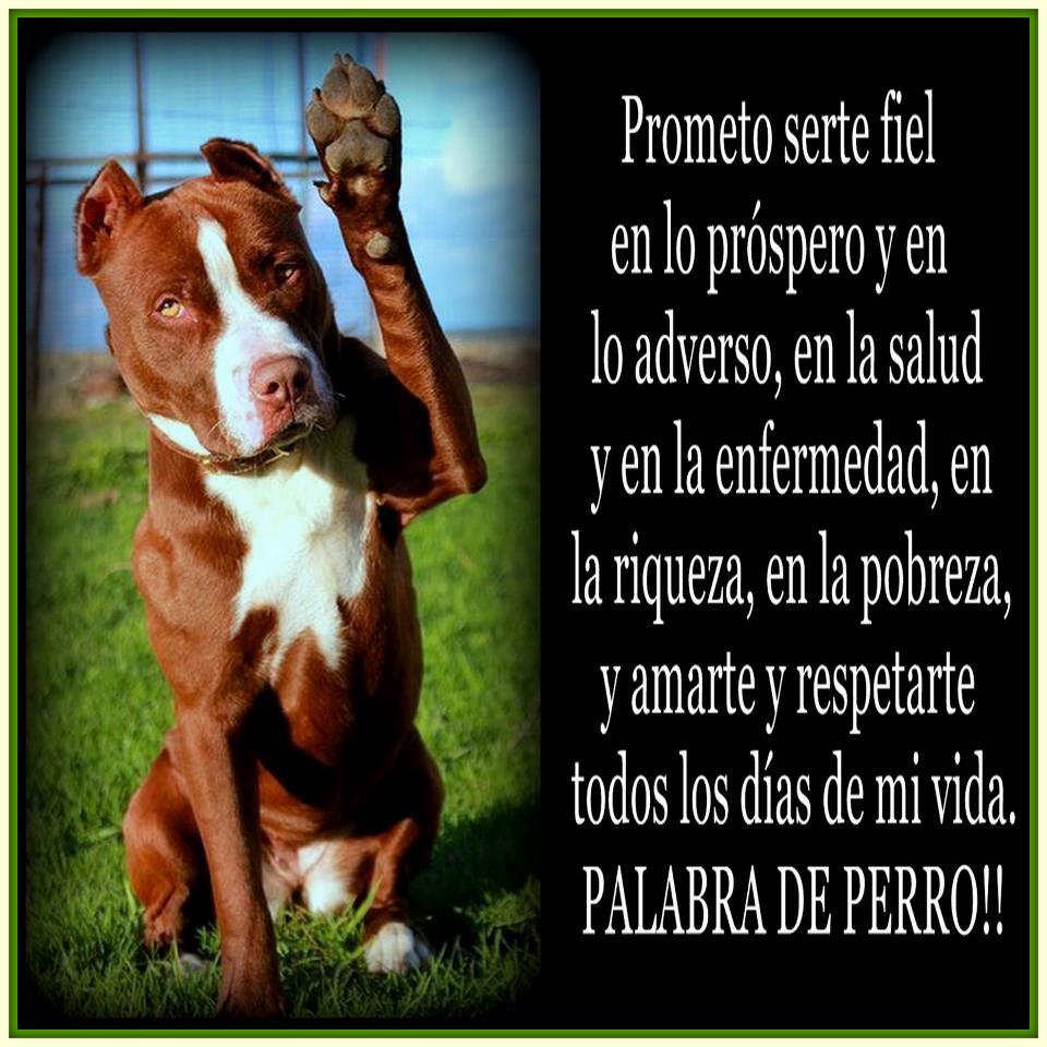 Save The Pitbull Breed Quotes. QuotesGram