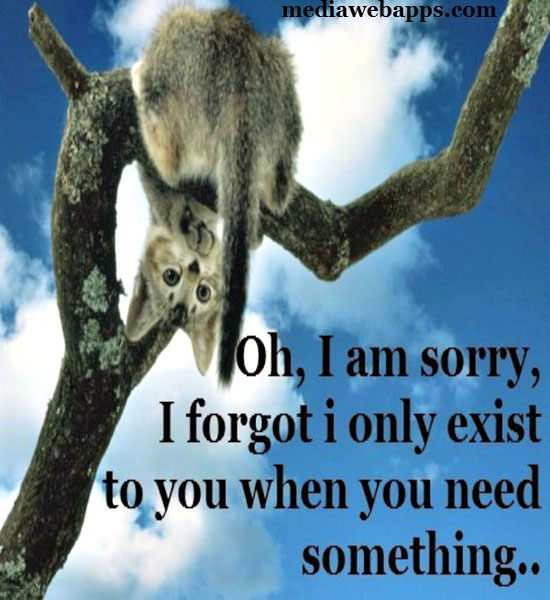 sorry-i-bothered-you-quotes-quotesgram