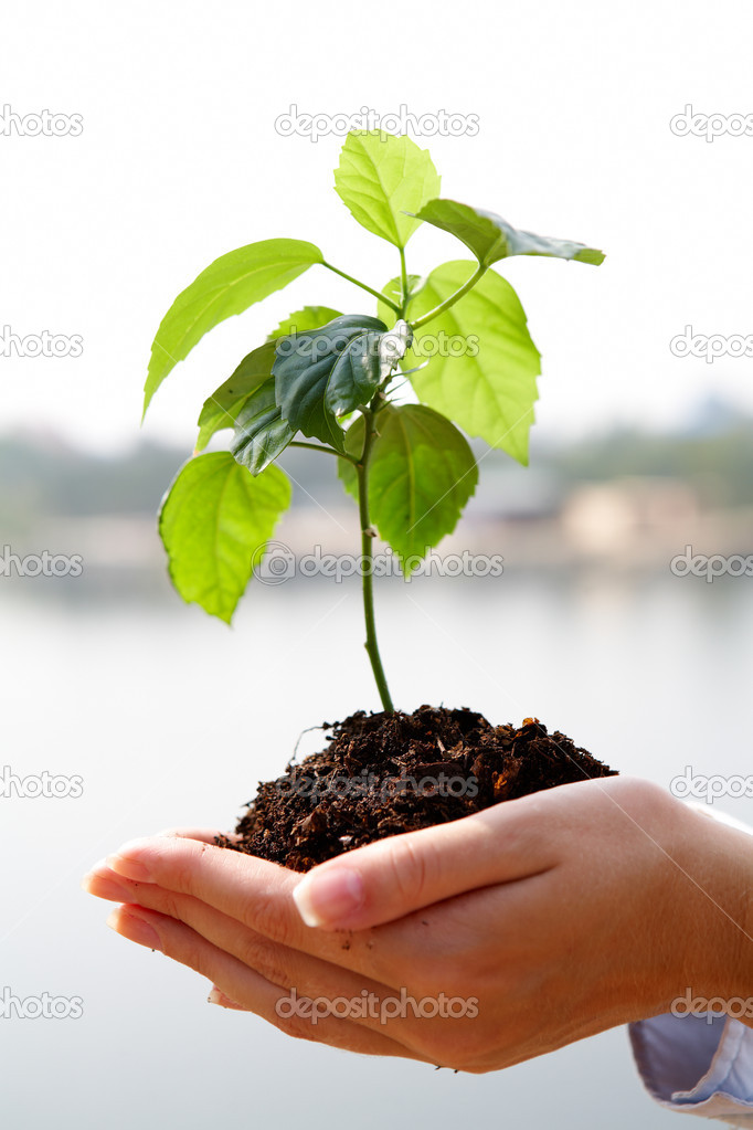 Quotes About Growing Plants. QuotesGram
