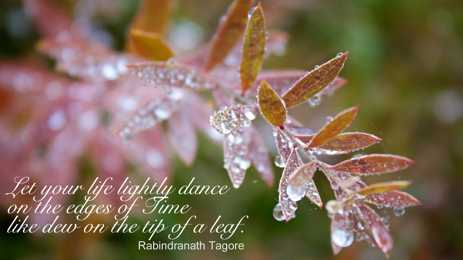 Quotes About Morning Dew. QuotesGram