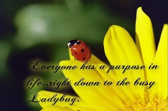 Inspirational Quotes Ladybug. QuotesGram