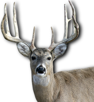 Quotes About Whitetail Deer. QuotesGram