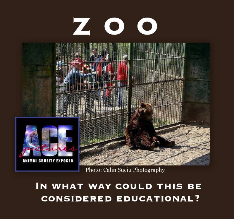 Animal Cruelty In Zoos Quotes. QuotesGram
