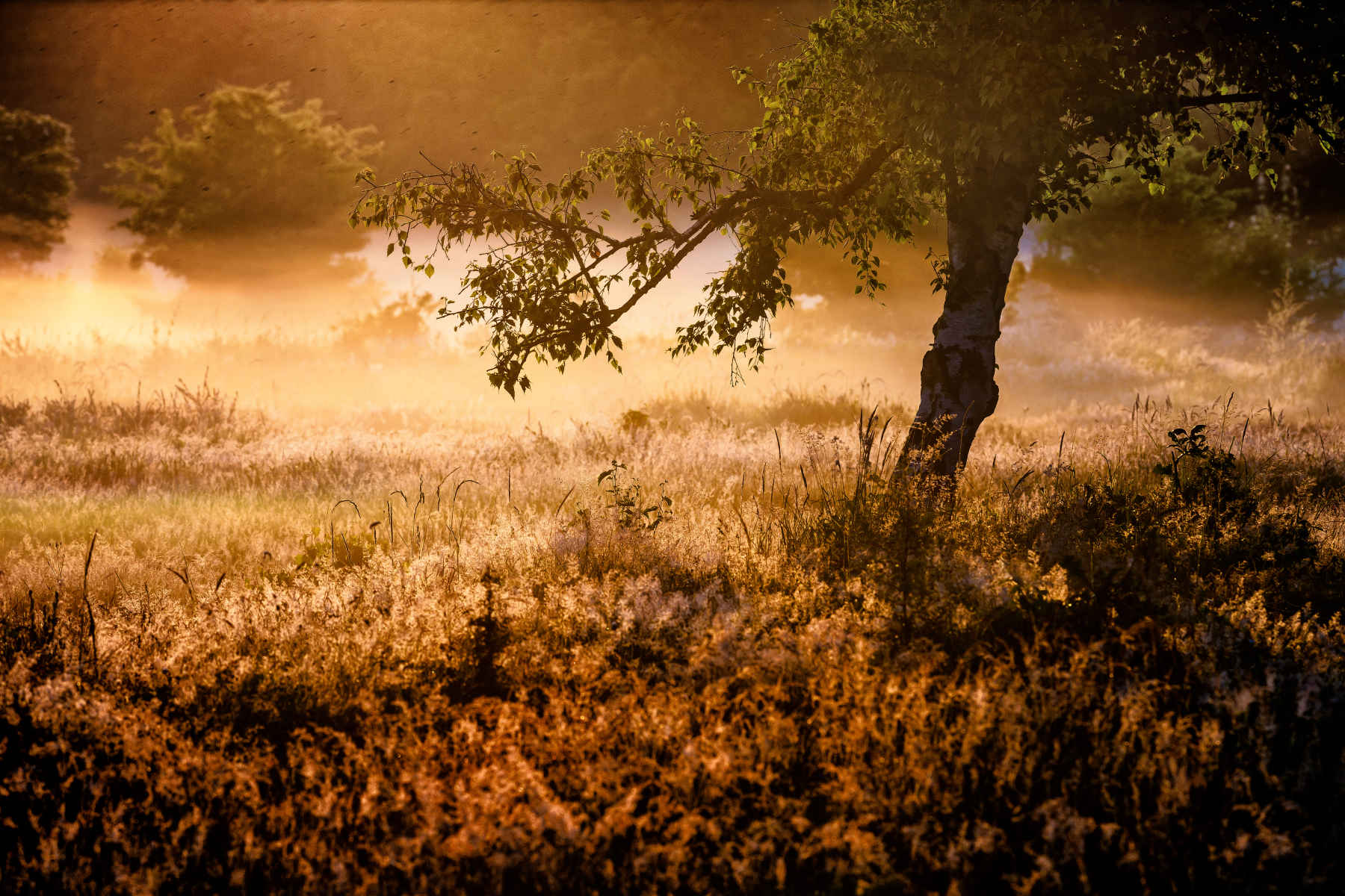 Quotes About Morning Light. QuotesGram