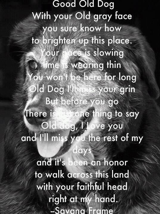 Old Dog Quotes