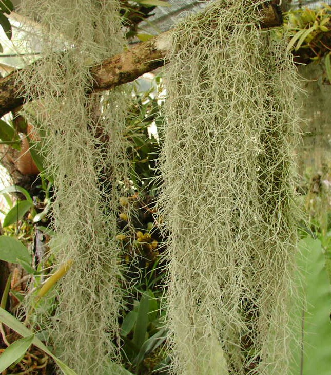 Quotes About Spanish Moss. QuotesGram