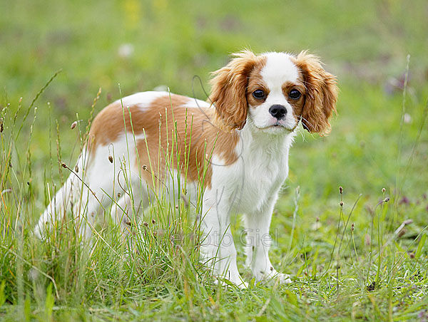 Quotes Cavalier Spaniel Quotesgram