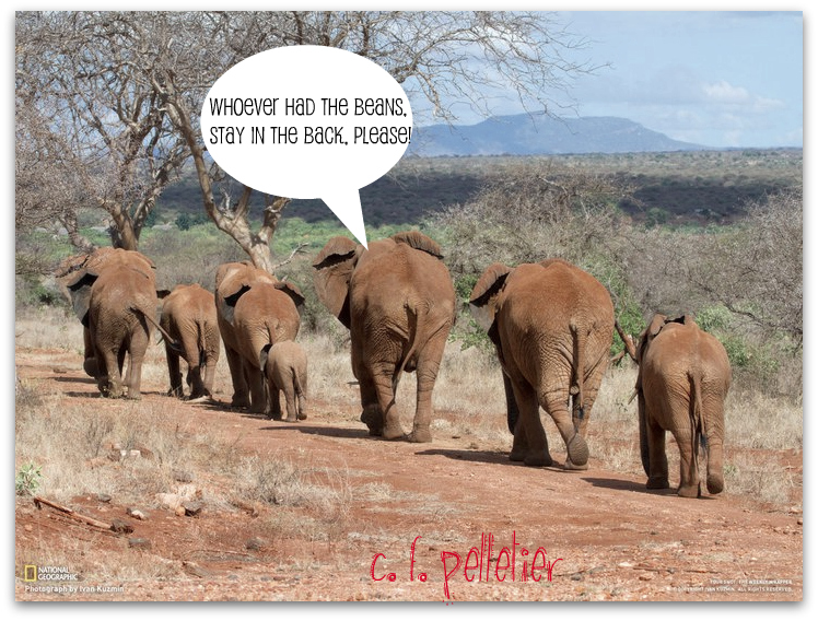 Funny Quotes About Elephants. QuotesGram