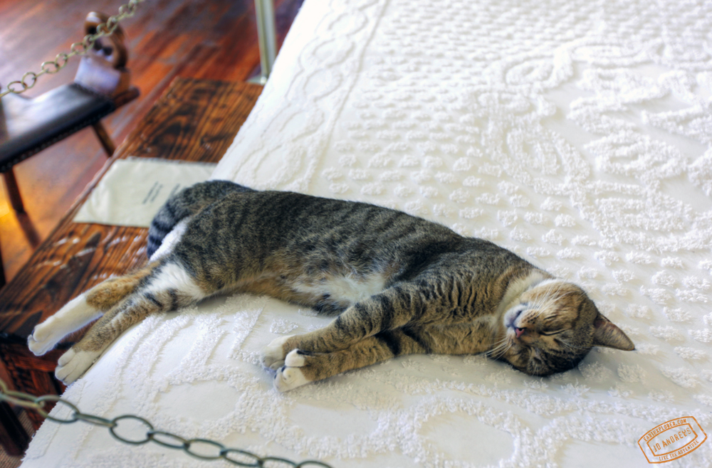 Ernest Hemingway Quotes About Cats Quotesgram