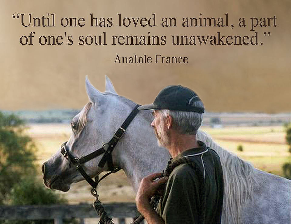 animal love quotes