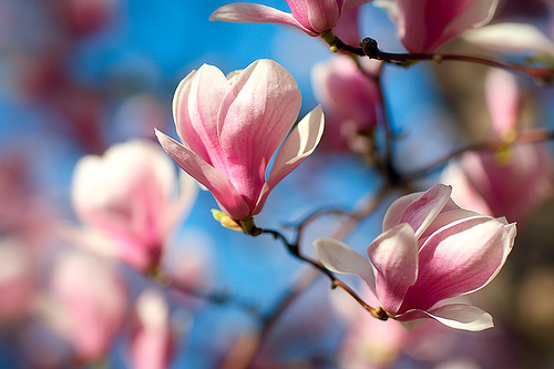 Magnolia Flower Quotes. QuotesGram