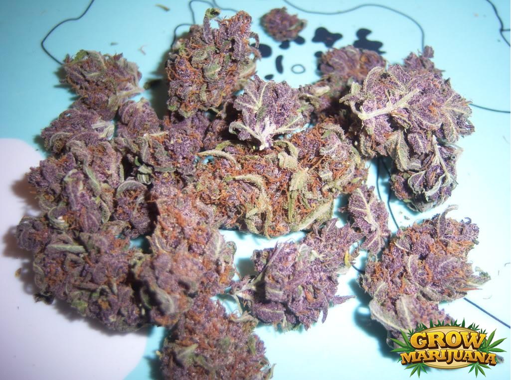 Purple Bud Quotes. QuotesGram