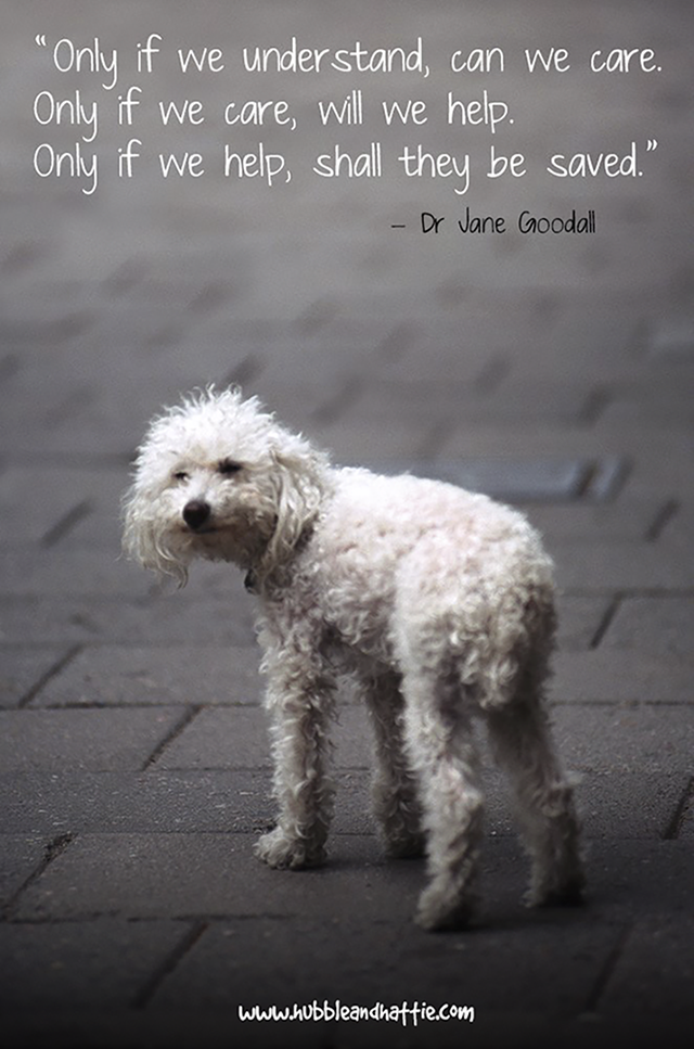 Famous Quotes About Animals QuotesGram zany-animal-quotes-quotesgram