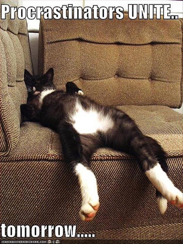 Lazy Cat Quotes QuotesGram