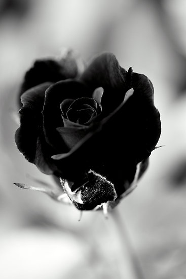 Black Rose Quotes. QuotesGram