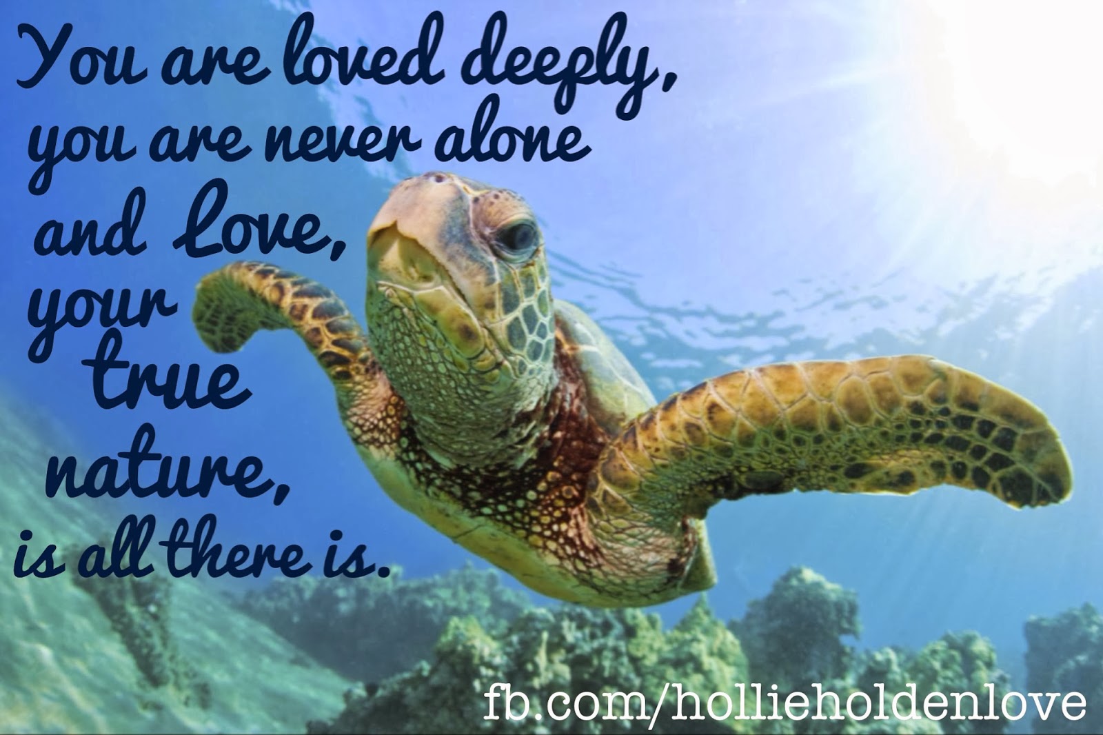 turtle-love-quotes-quotesgram