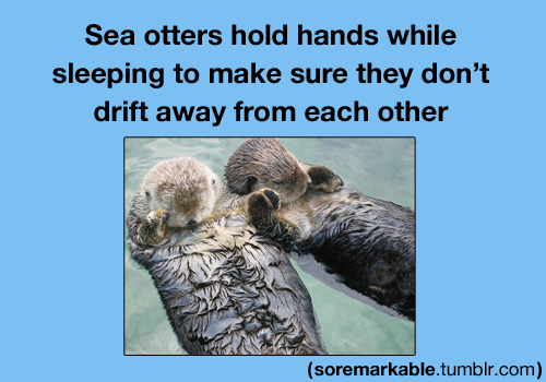 Cute Otters Holding Hands Quotes.