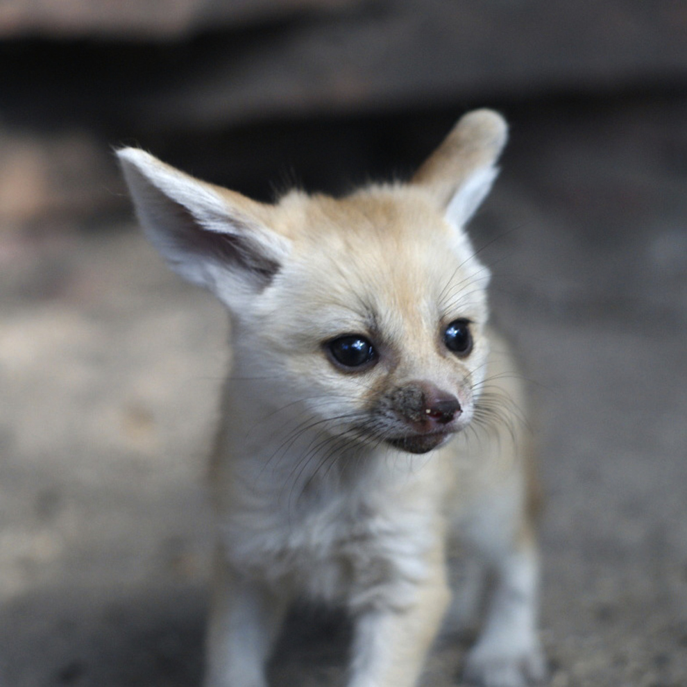 Cute Zoo Quotes Quotesgram