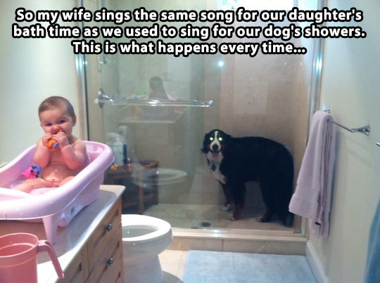 Dog Bath Quotes QuotesGram