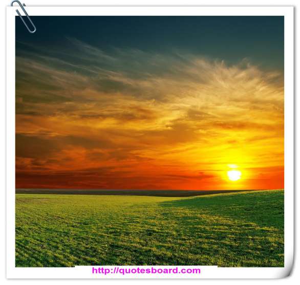 Love Like An Animal Quotes. QuotesGram