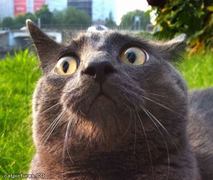 Pictures Of A Cat