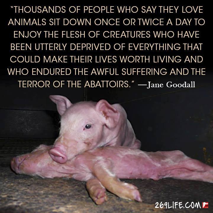Animal Cruelty Quotes Suffering.