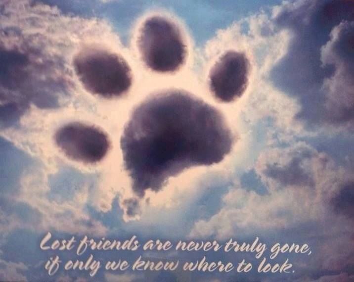 Missing My Dog Quotes QuotesGram missing-my-dog-quotes-quotesgram