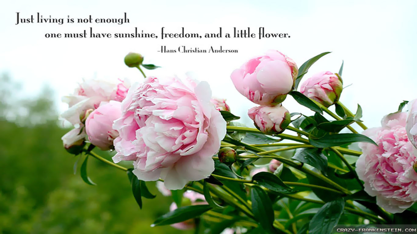 Best 25+ Flower quotes ideas on Pinterest