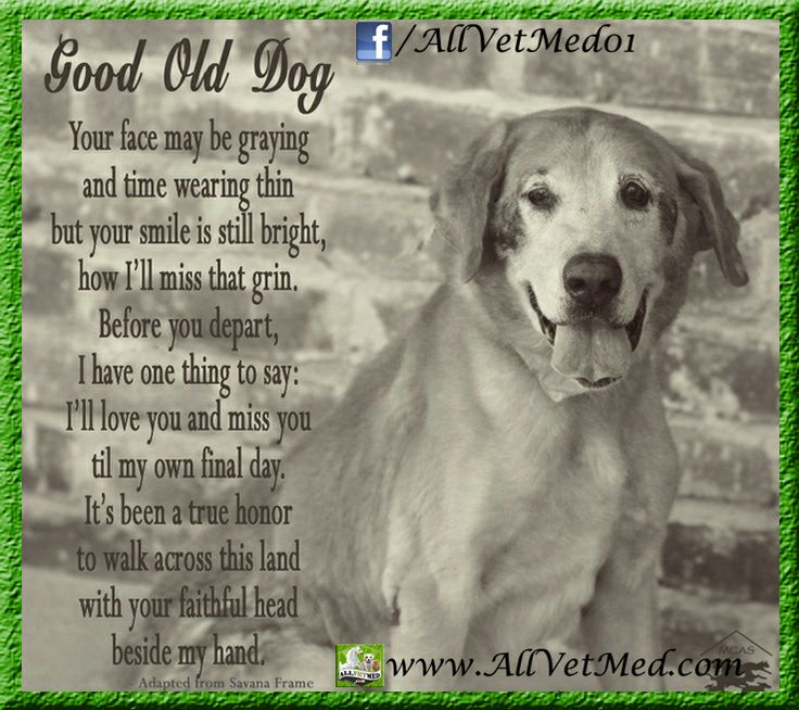 Old Dog Quotes And Sayings