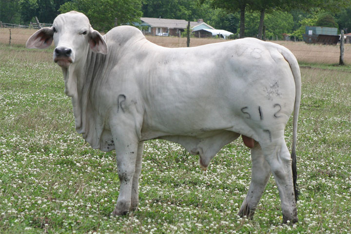 Brahman Cattle Rancher Quotes QuotesGram brahman-cattle-rancher-quotes-quotesgram