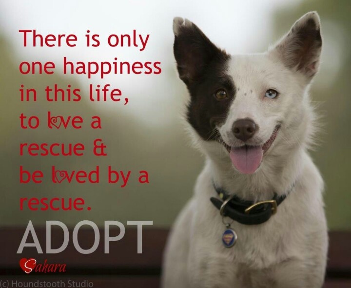 Animal Rescue Quotes QuotesGram