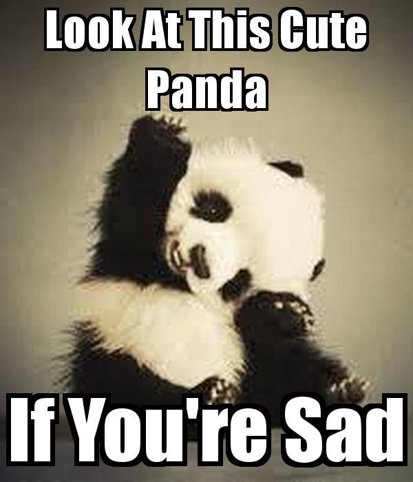 Panda Friend Quotes Quotesgram