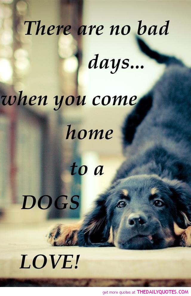Famous Dog Quotes Love QuotesGram