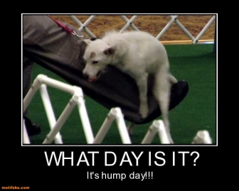 Horny Hump Day Quotes. QuotesGram