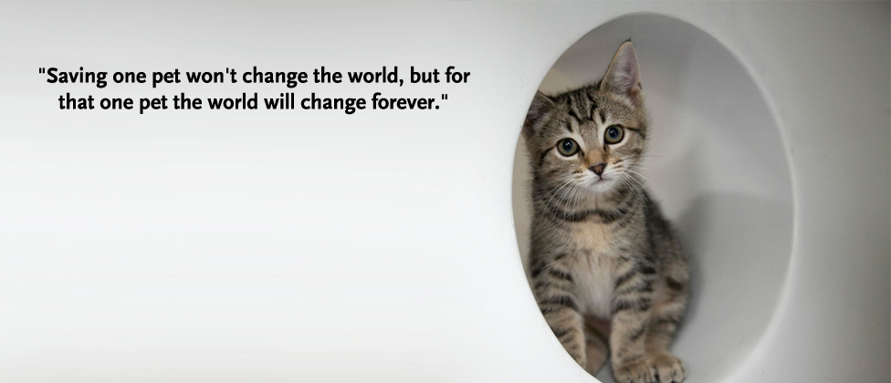 Quotes About Helping Animals. QuotesGram