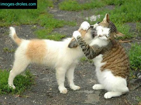 Funny Valentine Quotes N Cat Quotesgram