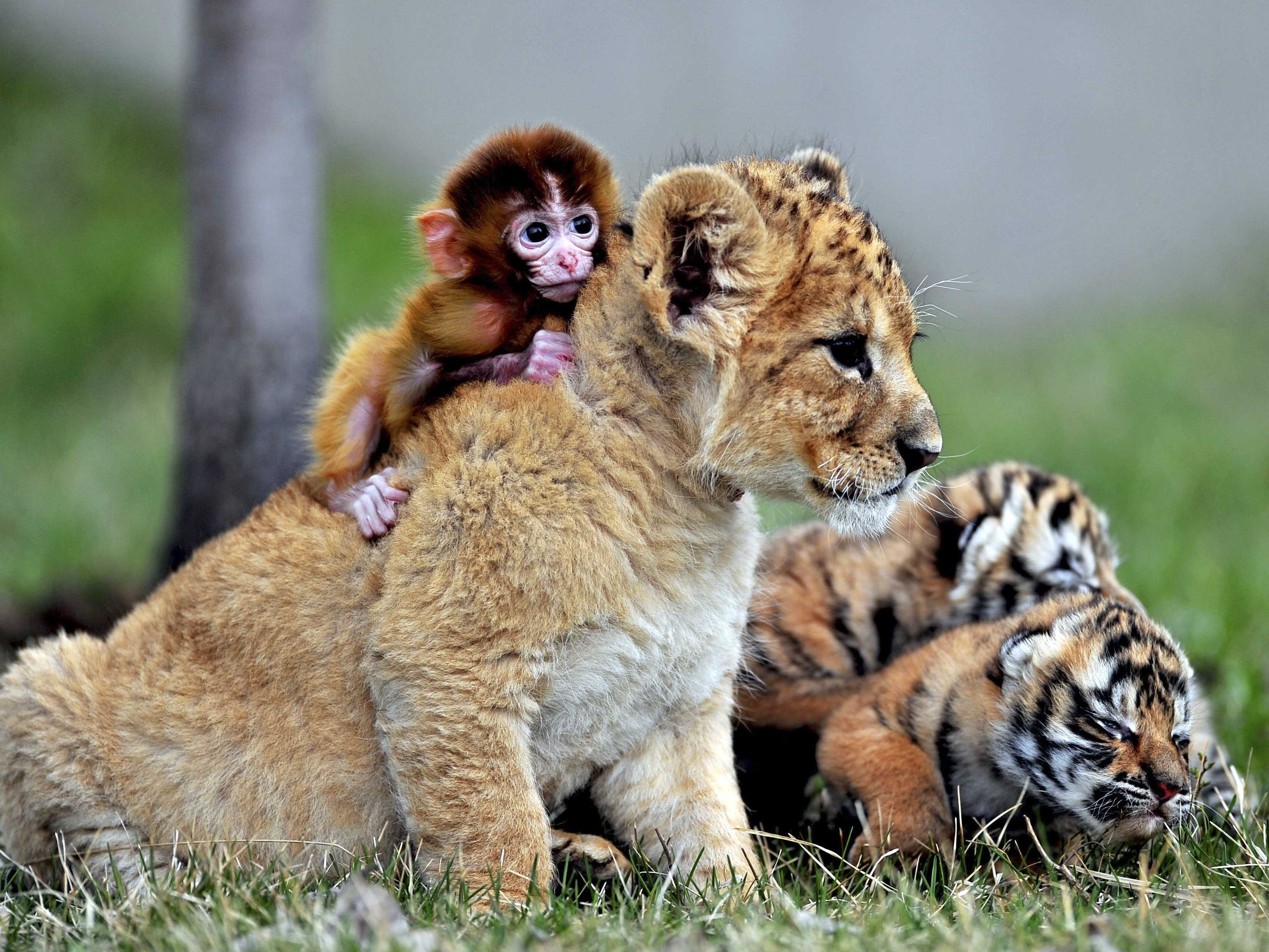 animal-best-friend-quotes-quotesgram
