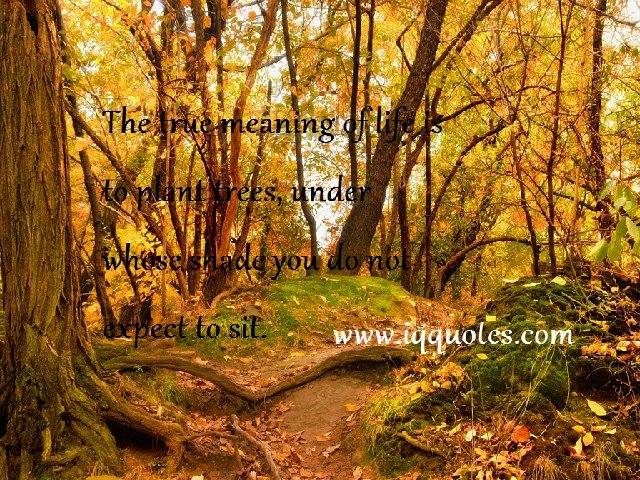 Forest Quotes And Sayings. QuotesGram Forest Quotes And Sayings. QuotesGram