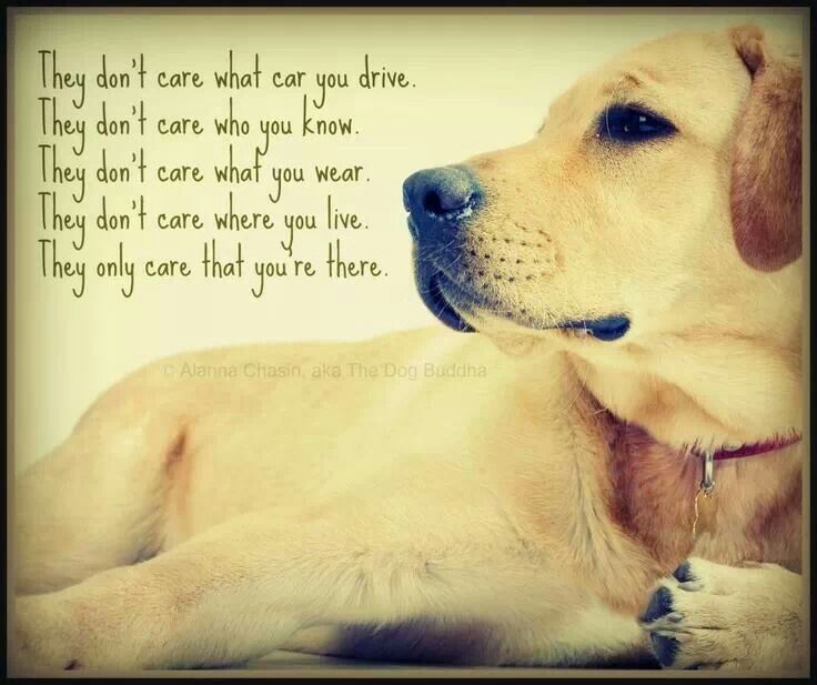 Its A Dogs Life Quotes. Quotesgram