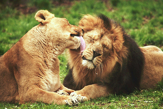 Lion And Lioness Love Quotes. QuotesGram