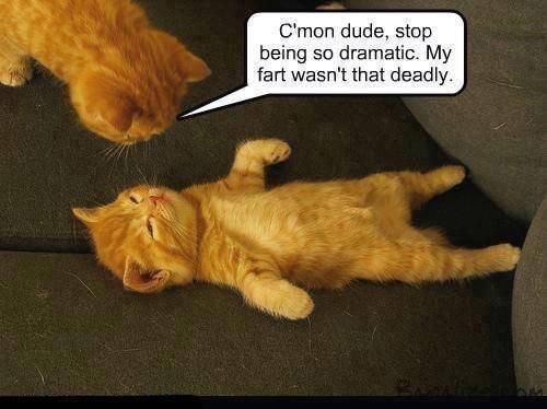 Tabby Fart