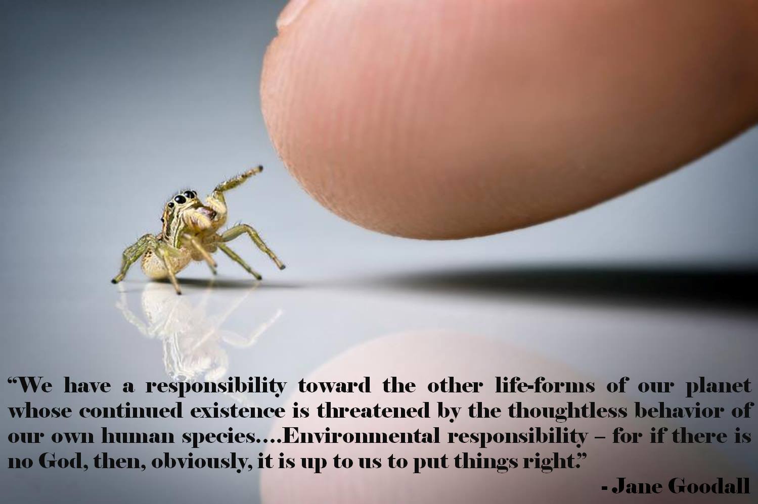 Spider Quotes About Life. QuotesGram