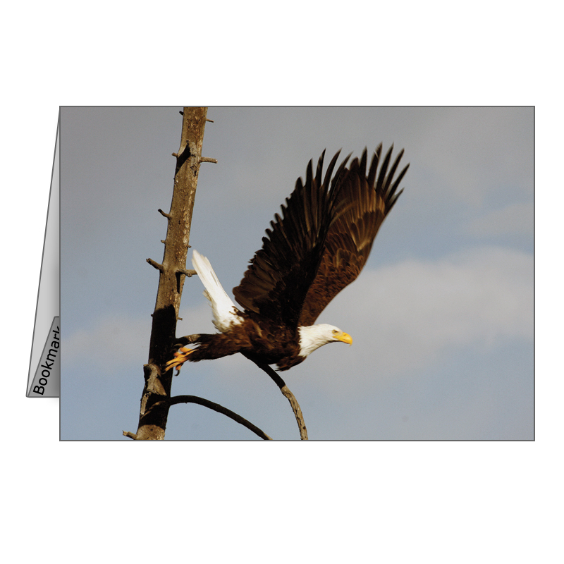 Quotes About The Bald Eagle