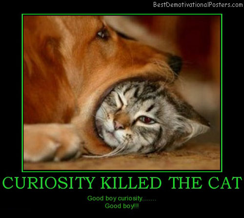 The curiosity cat killed