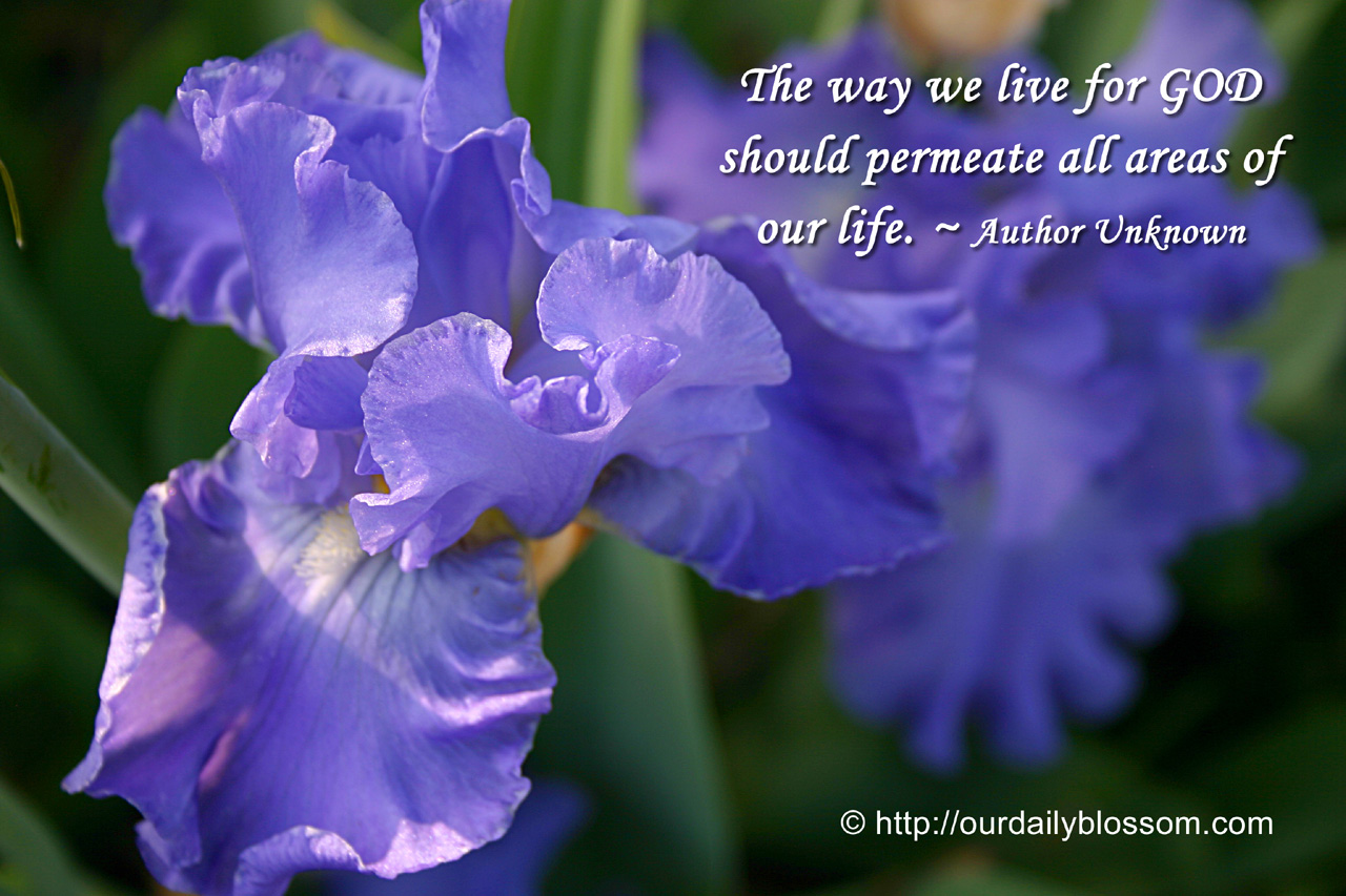 Iris Flower Quotes. QuotesGram