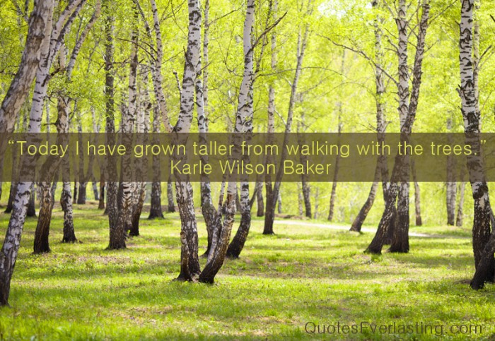Famous Quotes About Trees. QuotesGram