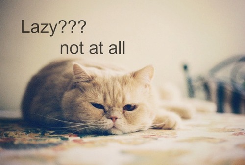 Lazy Cat Quotes. QuotesGram